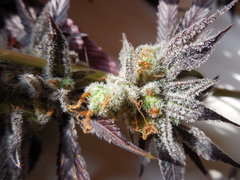 Strawpicanna - ONIseedCO