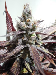 Strawpicanna - ONIseedCO