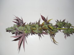 Strawpicanna - ONIseedCO