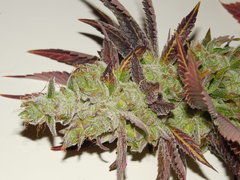 Strawpicanna - ONIseedCO
