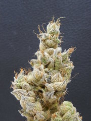 Strawpicanna#1