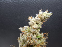 Strawpicanna#1