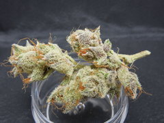 Strawpicanna#14
