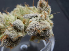 Strawpicanna#14