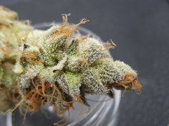 Strawpicanna#10