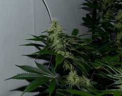 Exotic Genetix Guicy G (The Guice x triple OG) 12/12 +31