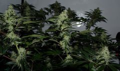 Exotic Genetix Guicy G (The Guice x triple OG) 12/12 +31