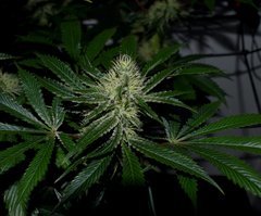 Exotic Genetix Guicy G (The Guice x triple OG) 12/12 +31