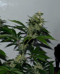 Exotic Genetix Guicy G (The Guice x triple OG) 12/12 +38