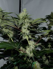 Exotic Genetix Guicy G (The Guice x triple OG) 12/12 +38