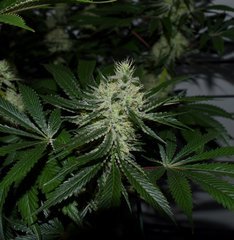 Exotic Genetix Guicy G (The Guice x triple OG) 12/12 +38