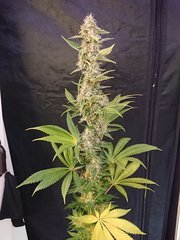 Lemon Zkittle 2000