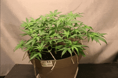 Coupe de 40 apex ML super Skunk