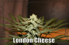 London Cheese semaine 5 flo (7 de 12/12)