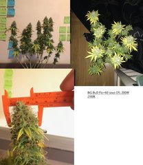 PaF big bud hybride flo+60