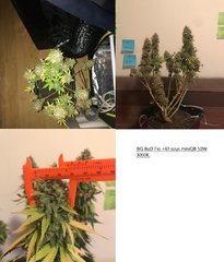 PiF BiG BuD indica+ Flo+61