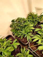 IMG_20200312_195442.jpg