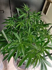 IMG_20200323_192841.jpg