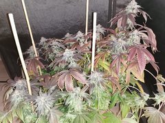 IMG_20200401_101541.jpg