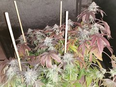 IMG_20200401_101545.jpg
