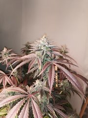 IMG_20200401_103703.jpg