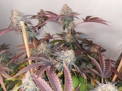 IMG_20200401_104012.jpg