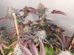 IMG_20200401_104014.jpg