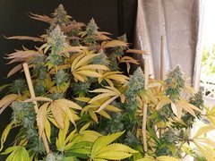 IMG_20200401_110748.jpg