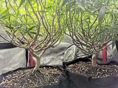 IMG_20200403_163459.jpg