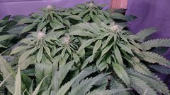 IMG_20200404_201705122_cleaned.jpg