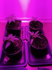Cro+12