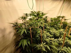 IMG_20200412_195516.jpg