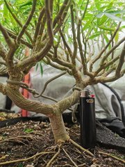 IMG_20200414_030014.jpg