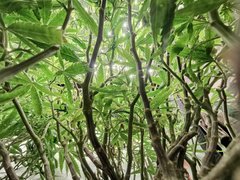 IMG_20200414_135431.jpg