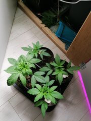 IMG_20200415_220755.jpg