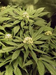 Cookies kush Flo + 15 12/12+29
