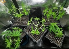 IMG_20200420_201239.jpg