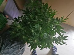 IMG_20200420_210805.jpg
