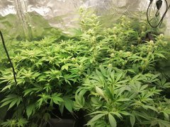 IMG_20200420_210819.jpg