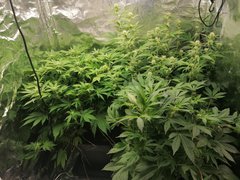 IMG_20200420_210845.jpg