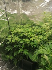 IMG_20200420_210851.jpg