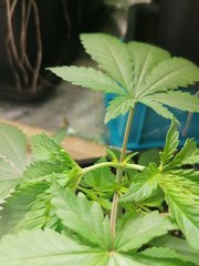 IMG_20200420_211027.jpg