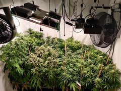 IMG_20200425_190938.jpg