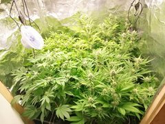 IMG_20200428_213625.jpg