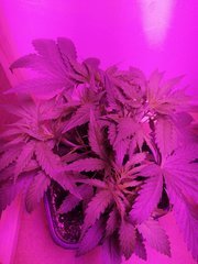 IMG_20200428_214227.jpg