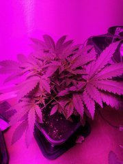 IMG_20200428_214231.jpg