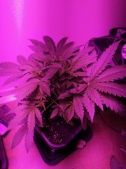 IMG_20200428_214233.jpg