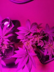 IMG_20200428_214239.jpg