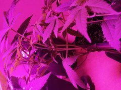 IMG_20200428_214251.jpg