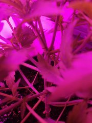 IMG_20200428_214310.jpg